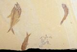 Wide, Fossil Fish Plate Featuring Baby Stingray - Wyoming #172199-1